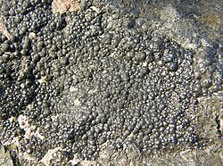 Photo pechblende